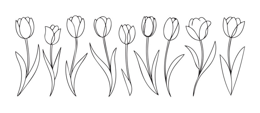 tulip line drawing eight tulip outline vector for coloring