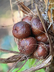 A bundle of snakeskin fruits growing in the tree in Bali, Indonesia