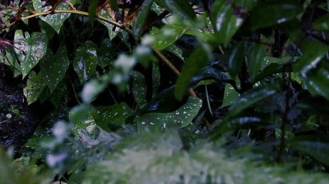 Heavy rain falling on wet green caladium leaves in a dark moody tropical garden during storm
