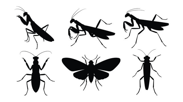 Silhouettes of Six Different Insects Including Praying Mantises, Moth, and Beetle on White Background