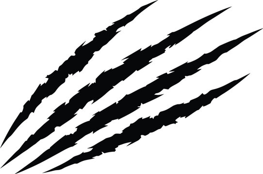 Four sharp claw marks