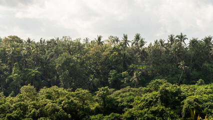 Obraz premium forest and sky