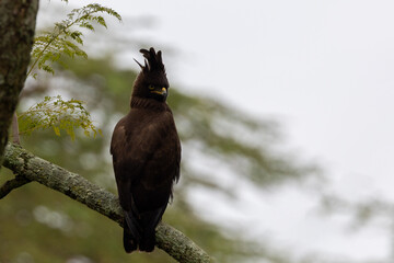 Majestic Long-crested Eagle (Lophaetus occipitalis) in Kenya KEN