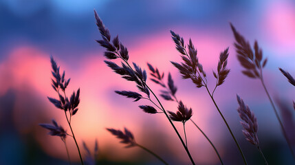 Obraz premium Silhouettes of wild grass stems, dreamy pink blue sunset sky, peaceful natural panoramic scene, soft bokeh effect, twilight meadow, with copy space