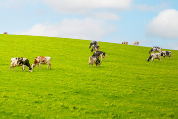 A serene wide-angle view of black and white dairy cows grazing in the lush, foggy highlands of Sao Miguel, Azores. The atmospheric mist creates a sense of freedom and organic farming.