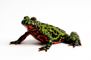 Obraz premium Chinesische Rotbauchunke // Oriental fire-bellied toad (Bombina orientalis)