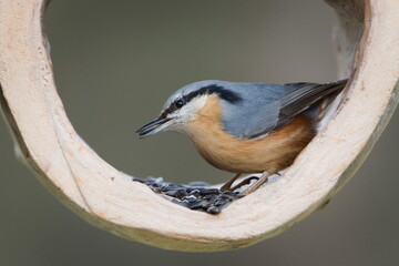 Eurasian Nuthatch (Sitta europaea) Feeding on Seeds at a Feeder &mdash; Common bird Species in the Czech Republic