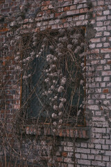 Weathered brick wall of an abandoned building featuring a window completely overgrown with thick, dry vines. Dramatic urban decay and industrial heritage texture for creative backgrounds.