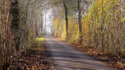 Paved pathway in autumn forest lined with tall trees and fallen yellow-brown leaves soft sunlight and cool shadows create a tranquil, inviting seasonal atmosphere.