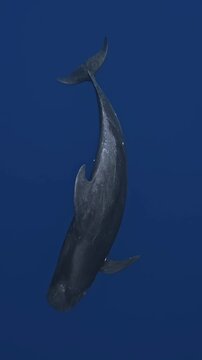great white shark