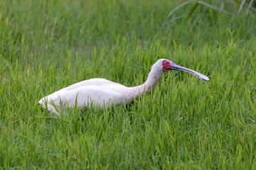 African spoonbill wading in green grass in marshy portion of  Lake Nakuru National Park in East Africa Kenya KEN