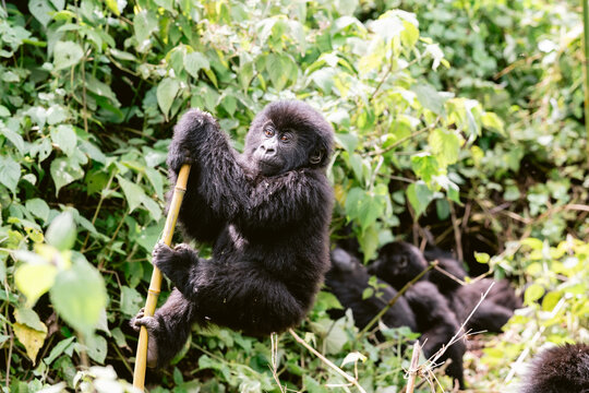 Mountain Gorillas in Volcanoes National Park Rwanda
