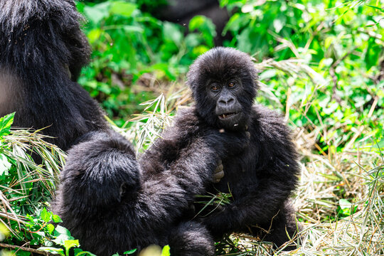 Mountain Gorillas in Volcanoes National Park Rwanda