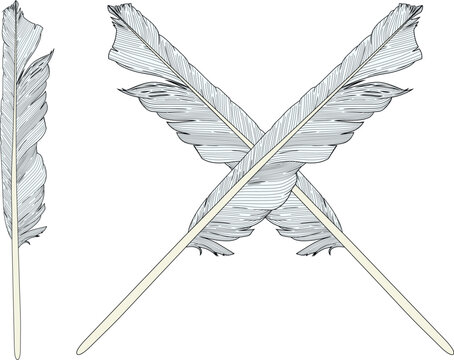 seagull or goose quill, which used to be used for writing, is black on a white background