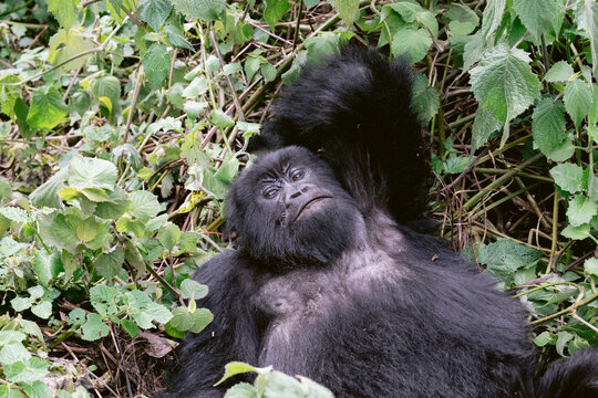 Mountain Gorillas in Volcanoes National Park Rwanda