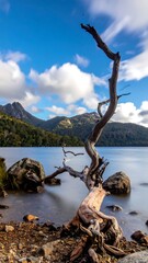 Fototapeta premium Twisted driftwood snag lies at water's edge under blue sky and blurred clouds