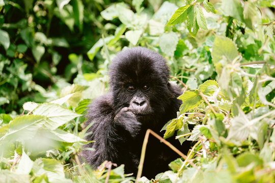 Mountain Gorillas in Volcanoes National Park Rwanda