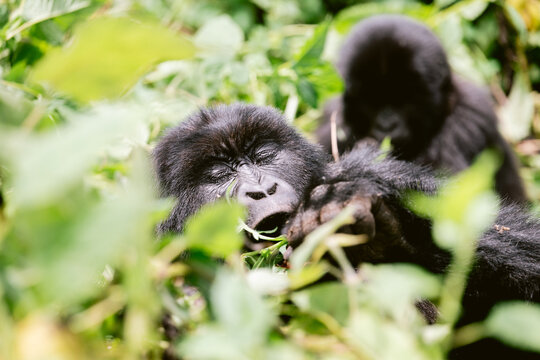 Mountain Gorillas in Volcanoes National Park Rwanda