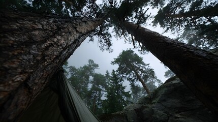 Low angle view from a tent looking up through towering ancient pine trees into a misty overcast sky in a dense forest