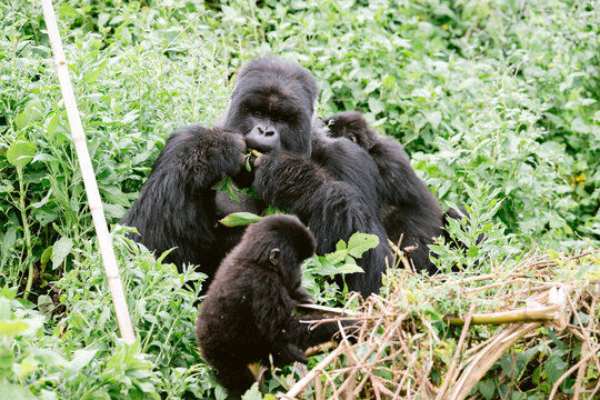 Mountain Gorillas in Volcanoes National Park Rwanda, Silverback Male with young