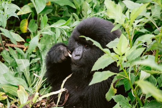 Mountain Gorillas in Volcanoes National Park Rwanda