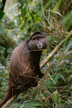 Golden Monkeys in Rwanda