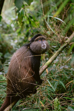 Golden Monkeys in Rwanda
