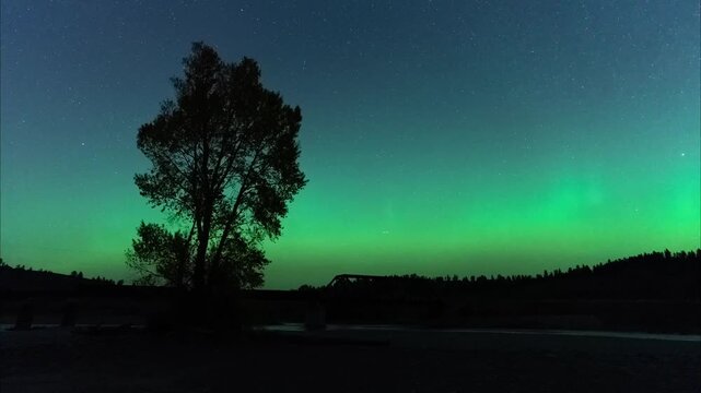 Northern lights cottonwood tree