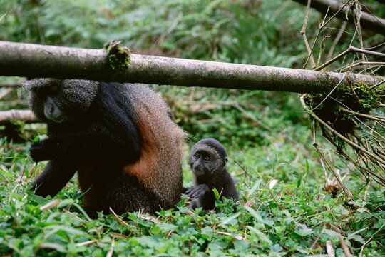 Golden Monkey mother and baby in the wild, Volcanoes National Park, Rwanda