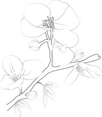 Elegant Floral Silhouette Arrangement with Flowers and Quince, hand-drawn Quince flower leaf, and vector illustration isolated on a white background