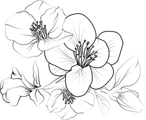 Minimalist single Quince flower drawings, Quince flower vector art, drawing outline flowers tattoo, small Quince flower tattoo, ink illustration clipart isolated on white, flower coloring sheet