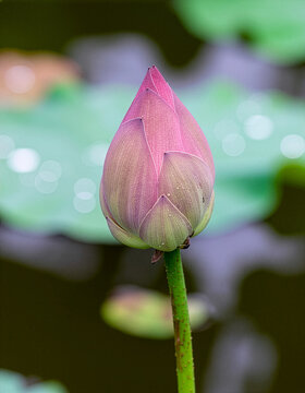 Pink Lotus Flower Bud in Pond with Blurred Green Leaves