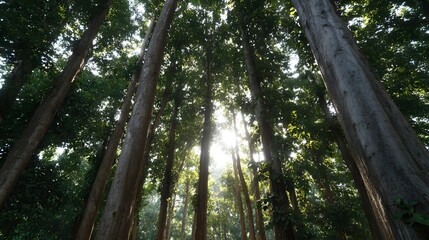 Fototapeta premium Sunlight filters through a dense green forest canopy illuminating towering tree trunks