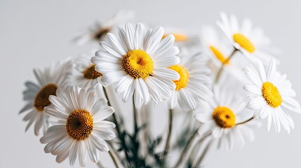 Obraz premium A bouquet of white daisies with yellow centers is depicted.