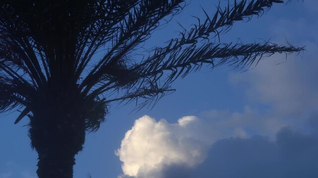 Palm tree silhouette gently moving in the wind with blue sky and soft evolving clouds in the background. Calm tropical atmosphere with natural slow movement, suitable for nature, weather, atmospheric 