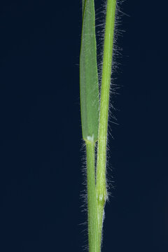 Wiesen-Goldhafer,  Trisetum flavescens