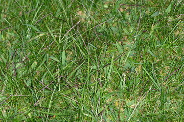 Obraz premium Faden-Fingerhirse, Digitaria ischaemum