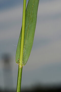 Borstenhirse,  Setaria glauca, Setaria pumila, Setaria spp.