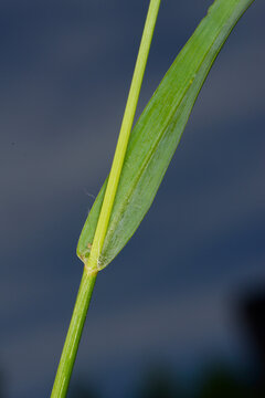 Borstenhirse,  Setaria glauca, Setaria pumila, Setaria spp.