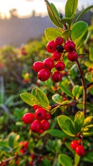 Obraz premium Vibrant red berries on a leafy branch
