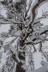 Vuokatti winter sport area in Sotkamo, Finland at wintertime