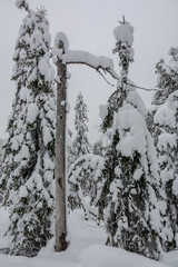 Vuokatti winter sport area in Sotkamo, Finland at wintertime