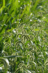  Gr&uuml;ne Borstenhirse,  Setaria viridis