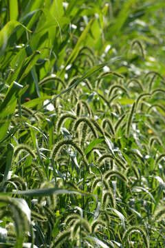  Gr&uuml;ne Borstenhirse,  Setaria viridis