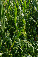 Obraz premium Grüne Borstenhirse, Setaria viridis