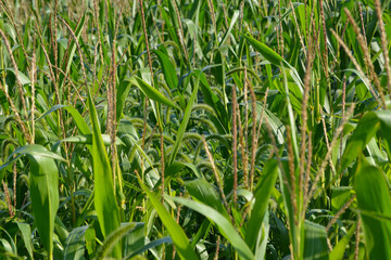 Obraz premium Grüne Borstenhirse, Setaria viridis