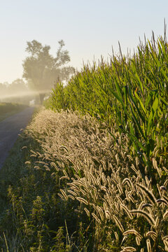 Borstenhirse,  Setaria spp.