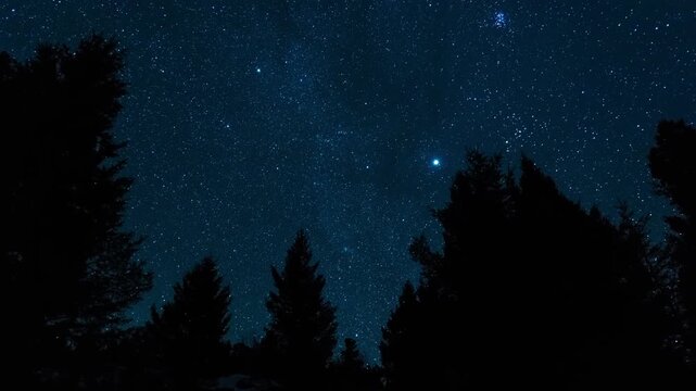 Bright stars and pine trees 