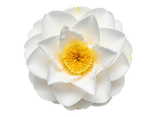 White water lily flower isolated on transparent background