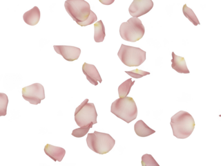 Scattered rose petals isolated on transparent background